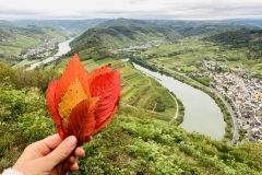 Herbststimmung an der Moselschleife bei Bremm