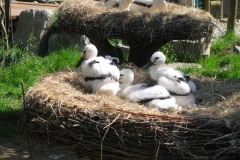 Baby Störche im NaturOparc