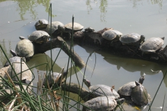 Schildkröten im NaturOparc