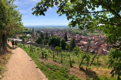 Weg in den Weinbergen über Ribeauvillé