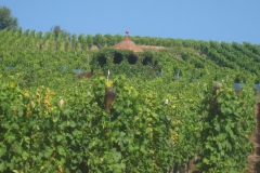 Elsass Weinberge