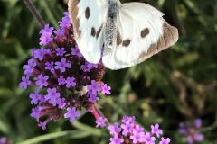 Garten Blume & Schmetterling