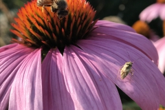 Garten Blume & Biene