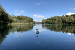 Schwan und Venekotensee - die perfekte Mischung für malerische Aufnahmen