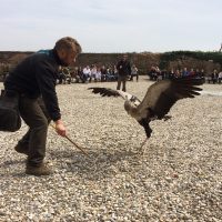 Adlerwarte Kintzheim – La Volerie des Aigles