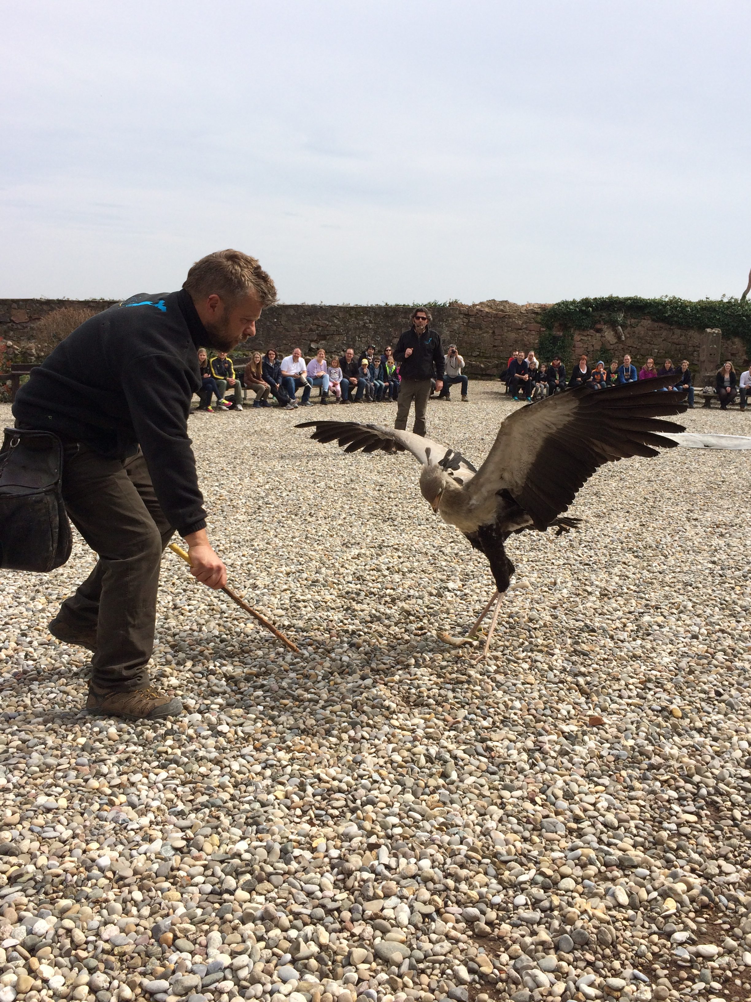 Adlerwarte Kintzheim – La Volerie des Aigles