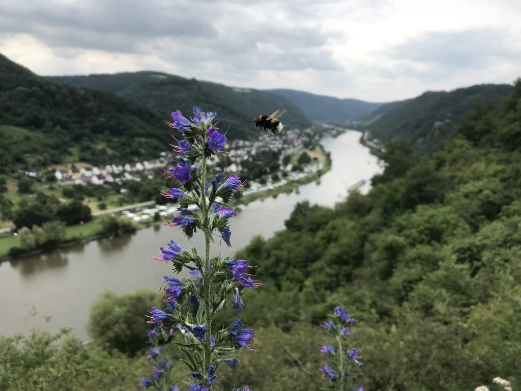 Panoramablick mit Hummel, Moselsteig, Deutschland