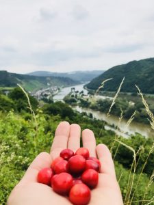 Wildkirschen am Wegesrand, Moselsteig, Deutschland