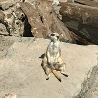Jaderpark Erdmännchen
