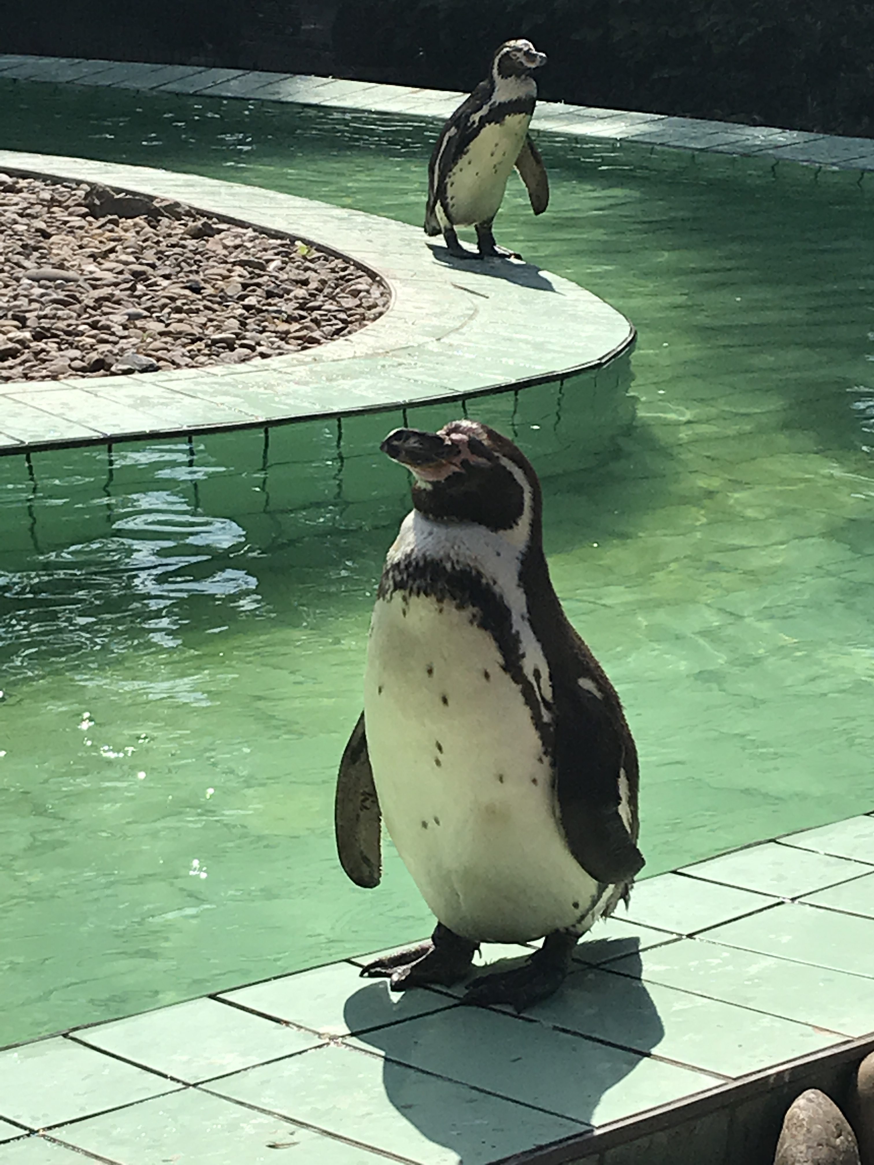 Jaderpark Pinguine