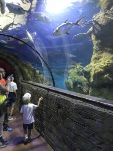 das große Fischbecken in Maltas Aquarium