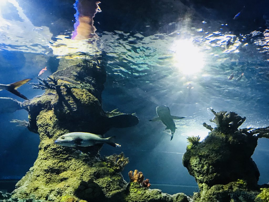 das große Fischbecken in Maltas Aquarium