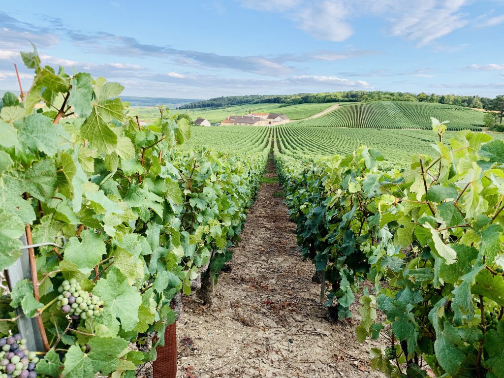 Europa Roadtrip 2019 - Weinberge bei Reims