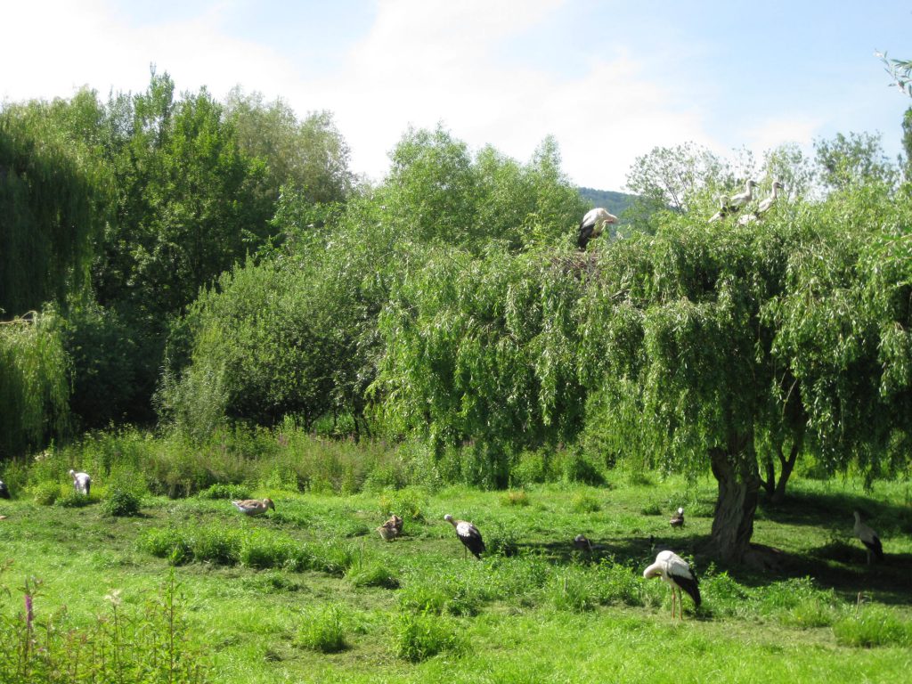 NaturOparc Storchenpark, Elsass