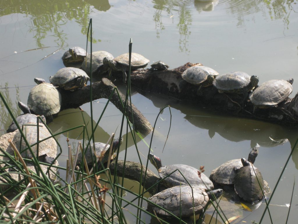 NaturOparc Schildkröten