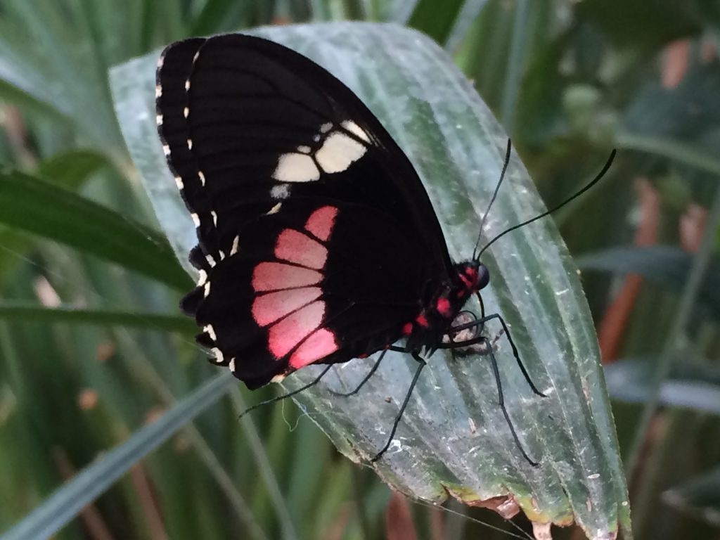 Schmetterling im Butterfly Gardens im Elsass