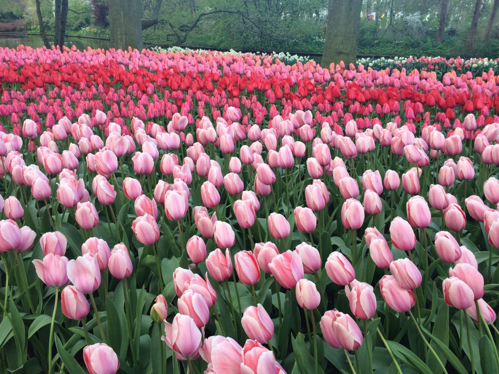 Tulpenfeld in Keukenhof in Lisse, Holland