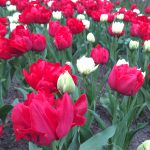 rot-weißes Feld aus Tulpen in Keukenhof, Lisse