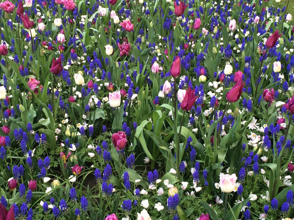 buntes Blumenfeld im Keukenhof, Lisse