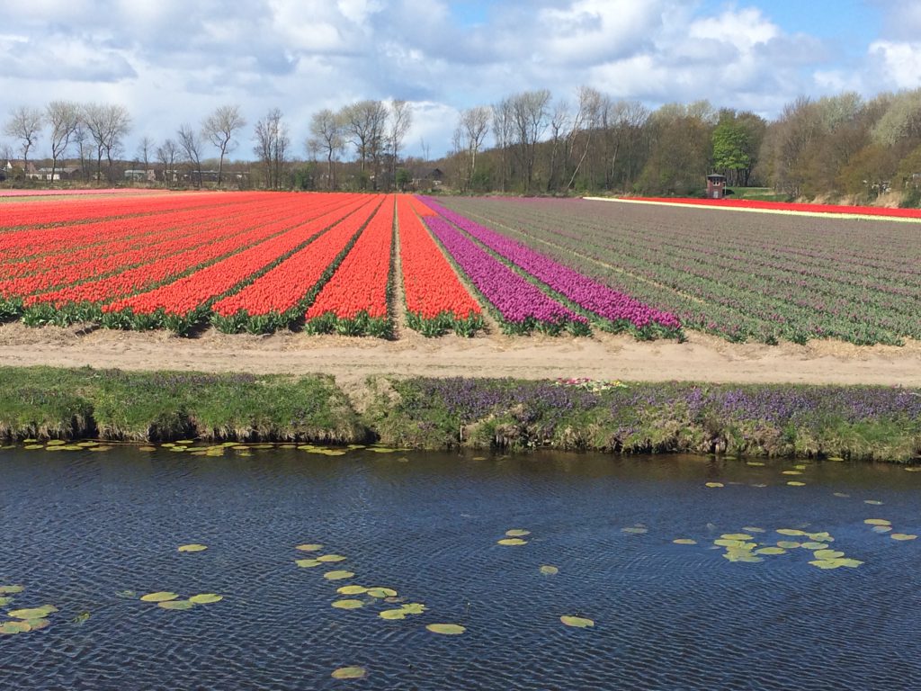 bunte Tulpenfelder in Lisse, Holland