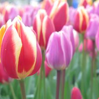wunderschöne bunte Tulpen in Holland