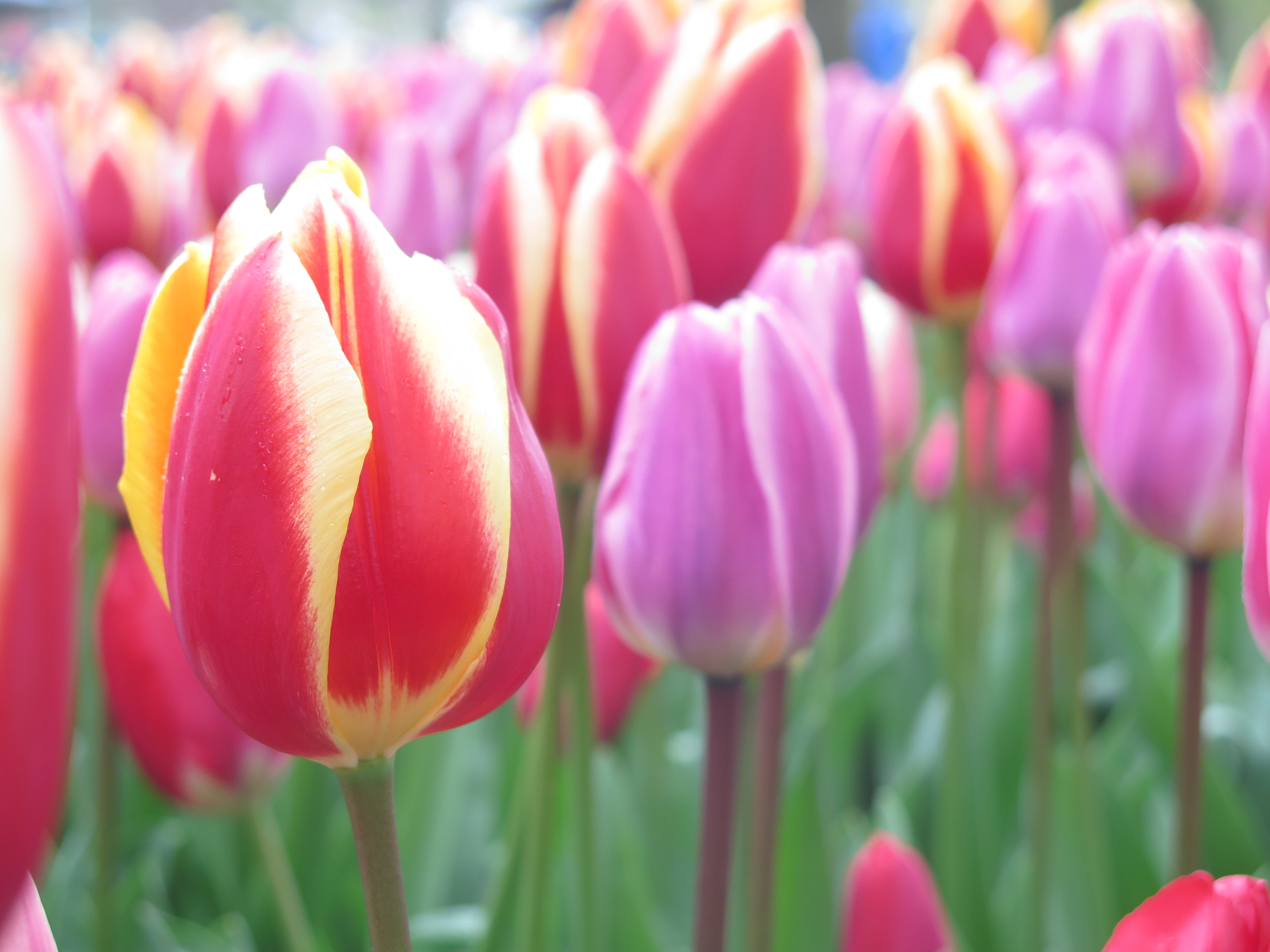 wunderschöne bunte Tulpen in Holland
