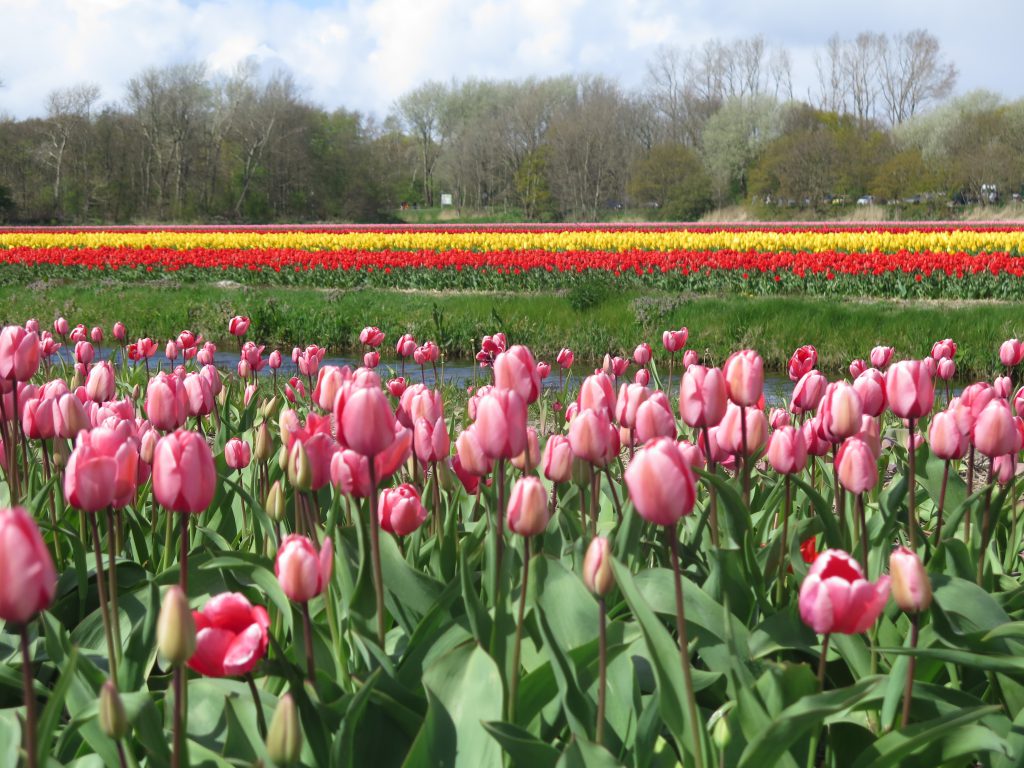 bunte Tulpenfelder in Lisse, Holland