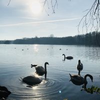 Der Hariksee kann durchaus als Schwanensee bezeichnet werden
