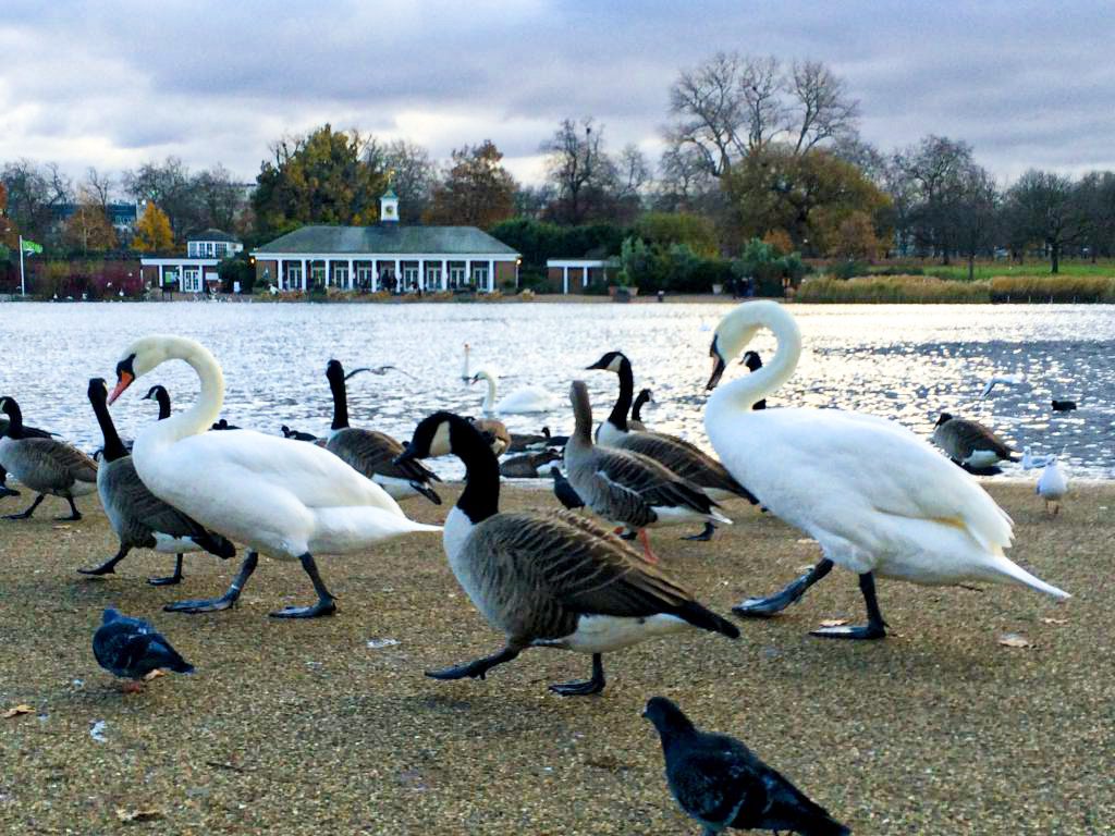 Schwäne und Gänse in den Parks von London