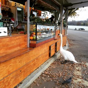 Ein hungriger Schwan vor einem Imbiss im Hyde Park London