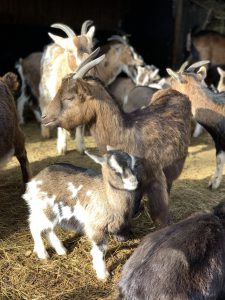 Die Tiere des Streichelzoos im Wildpark Schmidt