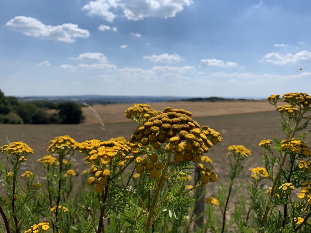 Panoramablick in der Strohner Schweiz, Eifel