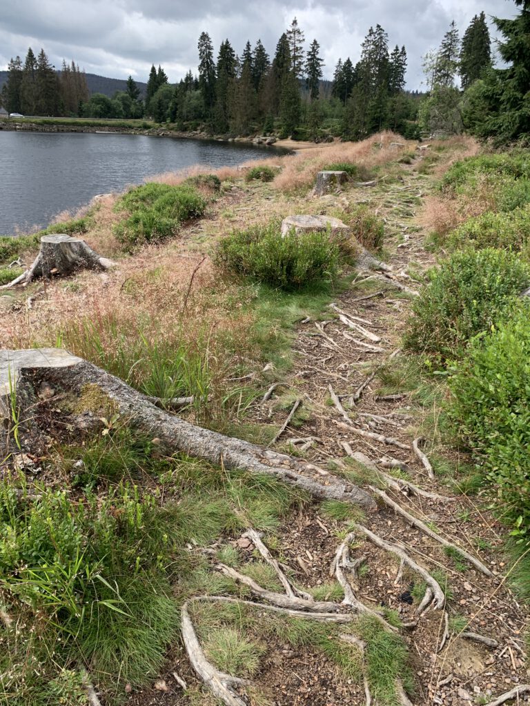 Rundwanderweg Oderteich, Harz - Urlaub mit Kindern