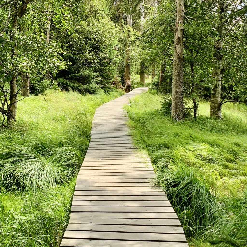 Brettersteg auf dem Oderteich Rundwanderweg - Urlaub im Harz