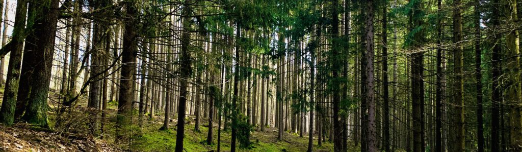 Abwehrkräfte stärken - Waldbaden