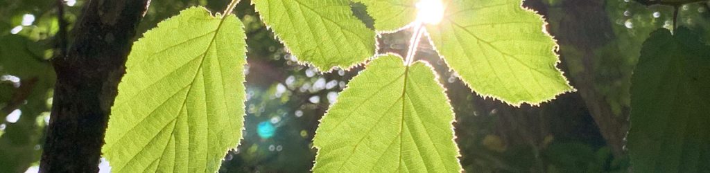 Abwehrkäfte stärken – Waldbaden Abwehrkäfte stärken - Waldbaden